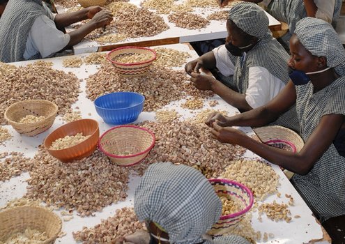 Women cleaning and sorting cashew nuts in a factory in Burkina Faso.