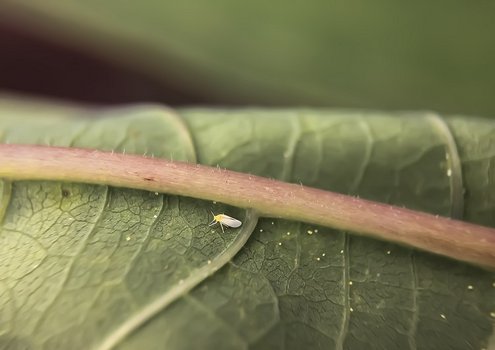 An insect on a plant leaf.
