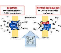 Model of chloride avoidance on saline soils. <br/> Graphic: Dietmar Geiger