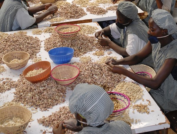 Women cleaning and sorting cashew nuts in a factory in Burkina Faso.