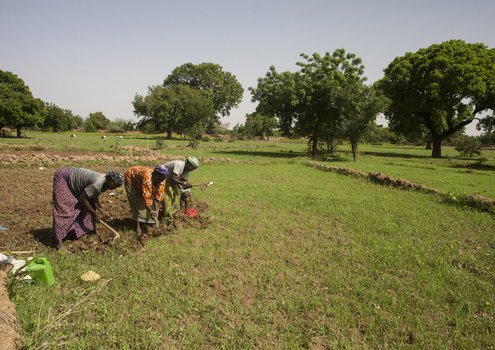 Women at work in a rice field, Kaya, Burkina Faso. <br/> Photo: ©FAO/Giulio Napolitano