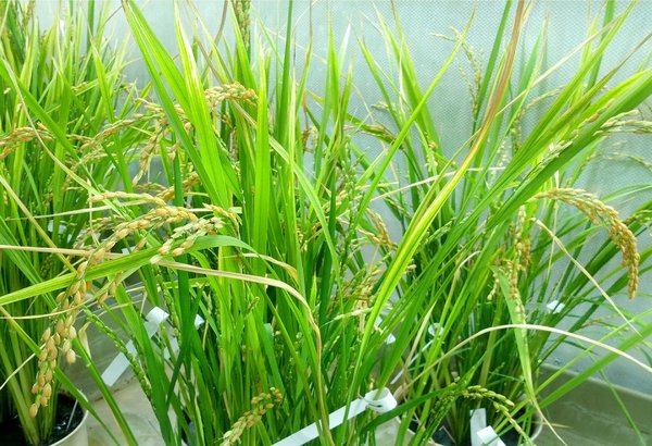 La nouvelle lignée de riz élevée en serre offrira à l'avenir trois micronutriments essentiels aux consommateurs.