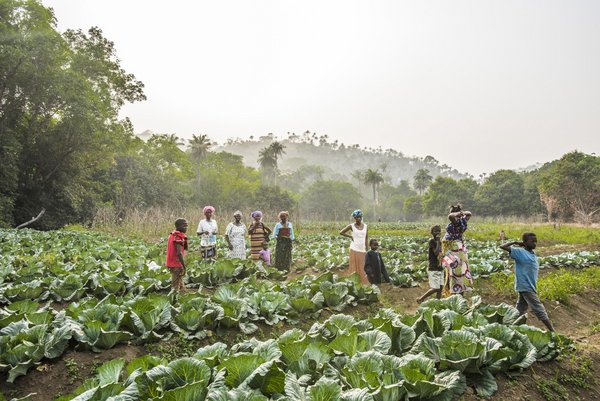 Farmers harvesting cabbages, Sierra Leone, 2016. The EU is continuing to rely on private capital and major company groups, although these need to implement projects aimed at small and medium-sized farmers and companies. <br/>Photo: ©Sebastian Liste/NOOR for FAO