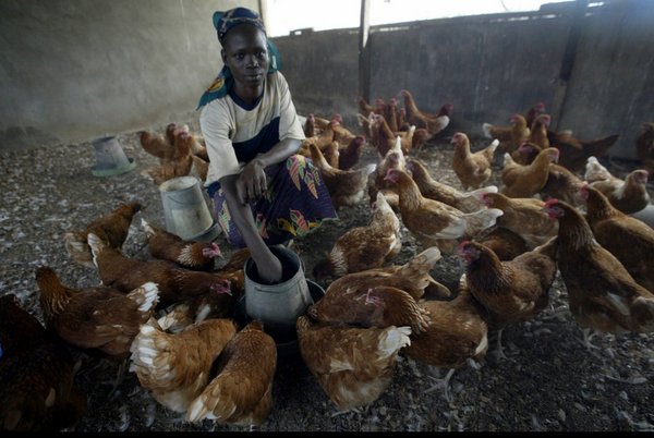 A poultry farmer feeding chickens, Nigeria. <br/> Photo: ©FAO/Pius Utomi Ekpei