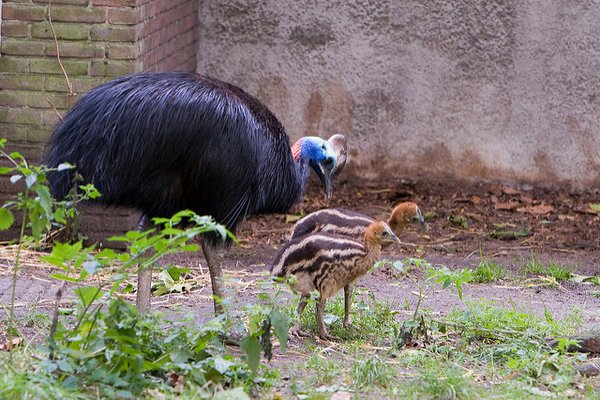 The southern cassowary is a domestic bird of the Australian tropics.