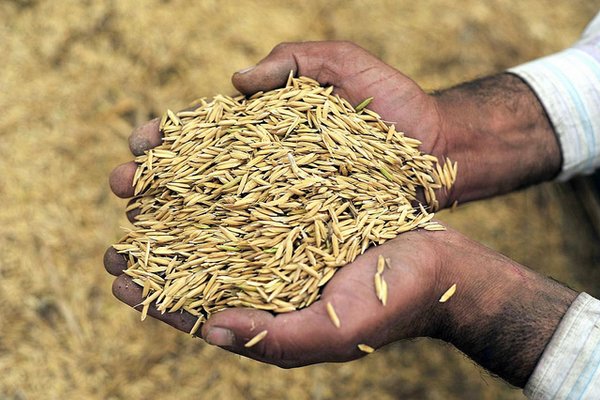 In the Middle East people domesticated wheat for the first time.<br/>Photo: © Neil Palmer/CIAT (flickr)