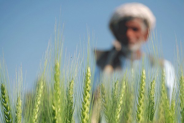 When global wheat prices, along with those of other staple crops, skyrocketed in 2007/08 and again in 2010/11, this caused poor people in many developing countries to suffer.