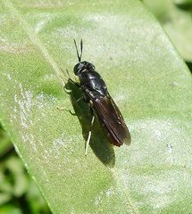 The Black Soldier Fly (Hermetia illucens)