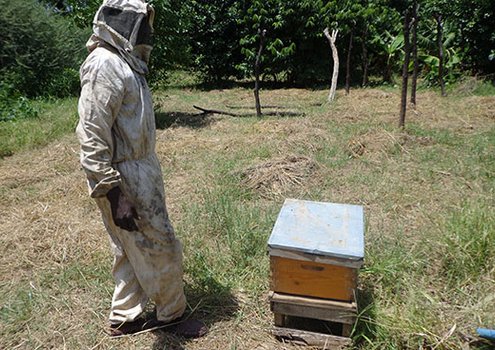 A beekeeper in Sudan, Darfur province, wearing appropriate clothing and looking after a beehive.