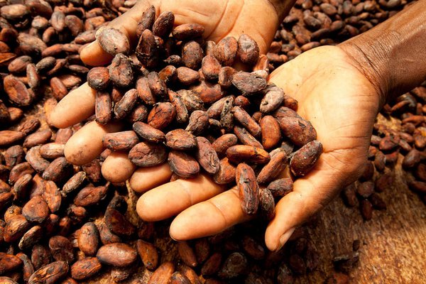 Fèves de cacao au centre de collecte de cacao biologique de Monte Forte, São Tomé. Les cacaoculteurs ont besoin d’un système de certification équitable pour survivre sur le marché. <br/> Photo: ©IFAD/Susan Beccio