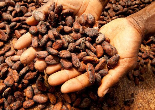 Cocoa beans at organic cocoa collecting station in Monte Forte, São Tomé. Cocoa farmers need a fair certification system to survive in the market. <br/> Photo: ©IFAD/Susan Beccio