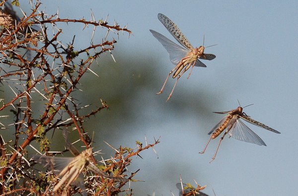 Desert Locusts. <br/>Photo: ©FAO/Carl de Souza