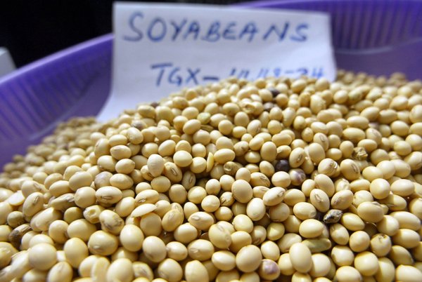 78 per cent of soybean planted globally were biotech varieties. <br/> Photo: ©FAO/Pius Ekpei