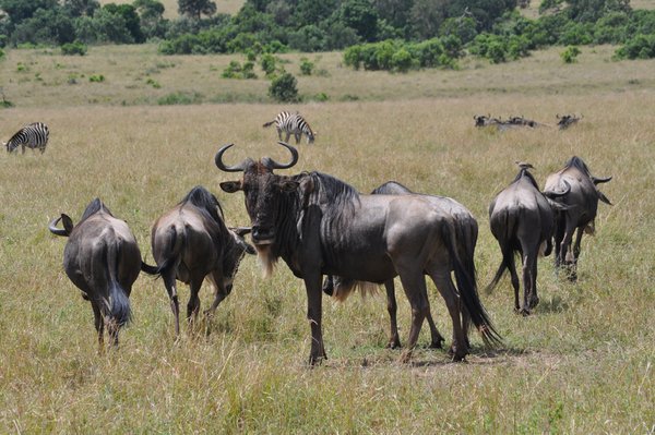 A herd of wildebeest grazing in the light green grass in the African savannah.