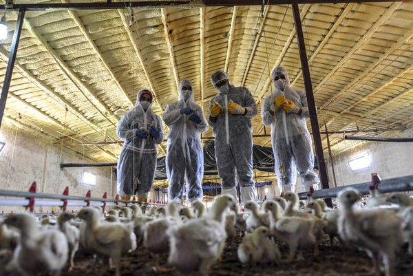 Veterinarians at work to fight AMR in Turkey.