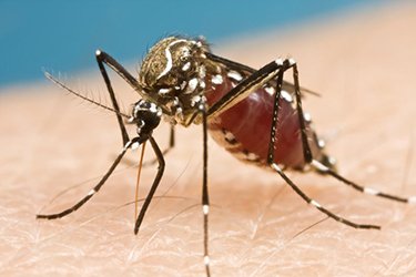 Zika-virus could not only be transmitted by mosquitos but also by humans via sexual transmission.<br/>Photo:  © Day Donaldson (flickr)