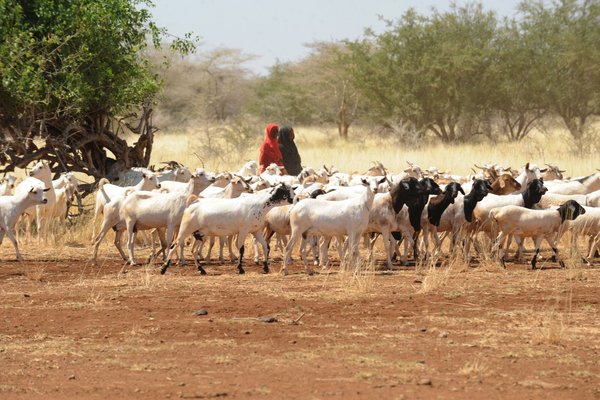Two girls herding goats, Somalia. Livestock farmers are suffering from increasing prices of staple foods and low market prices for livestock, because of a flood of weakened sheep, goats and cows onto local markets.<br/>Photo: ©FAO/Simon Maina