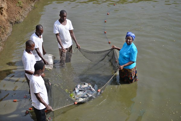 Harvesting tilapia fish for sale from a pond on Jafi Enterprises fish farm, western Kenya (April 2017). <br/> Photo: ©FAO/Tony Karumba