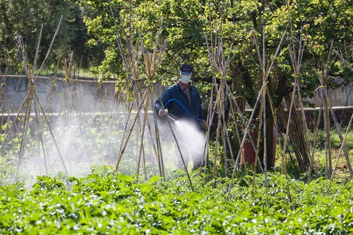 Spraying pesticides over vegetables.