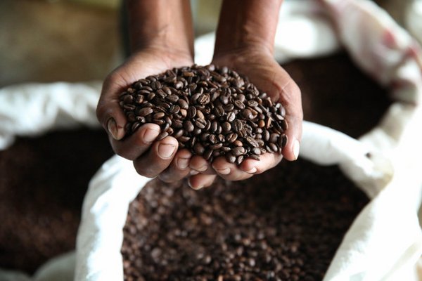 Fair Trade Road Map: By 2020, 50 per cent of coffee traded worldwide will be fair trade. <br/>Photo: ©IFAD/Carla Francescutti