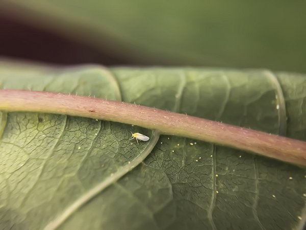 An insect on a plant leaf.