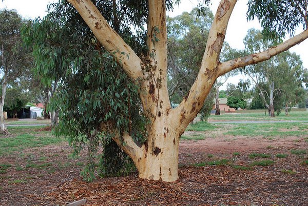 Eucalyptus. <br/> Photo: Sydney Oats (flickr)