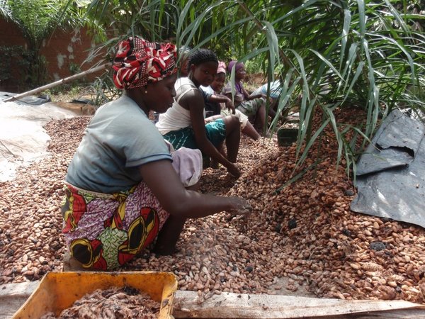Women working on a cocoa farm in West Africa.
