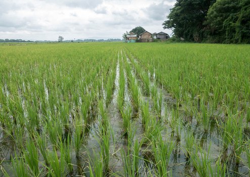 Less-intensive use of fertilizers during rice cultivation is needed to protect the environment.<br/> Photo: © IFAD / Irshad Khan