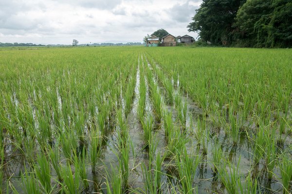 Less-intensive use of fertilizers during rice cultivation is needed to protect the environment.<br/> Photo: © IFAD / Irshad Khan