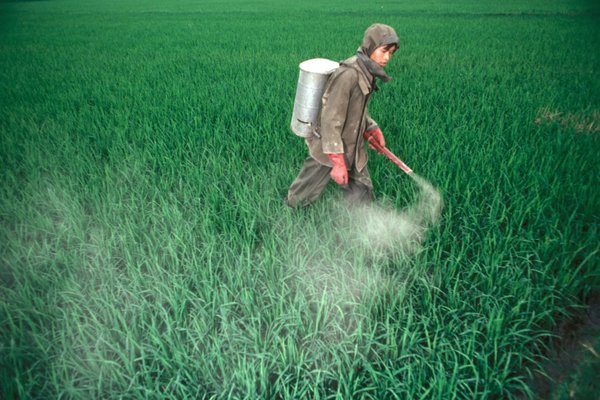 Small-scale farmers in developing countries mostly use back-pack sprayers that pose high risk of exposure. <br/> Photo: ©FAO/Florita Botts