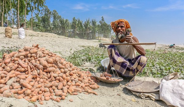 A man weighing harvested orange-fleshed sweetpotato growing along the banks of the Brahmaputra River in Northern Bangladesh