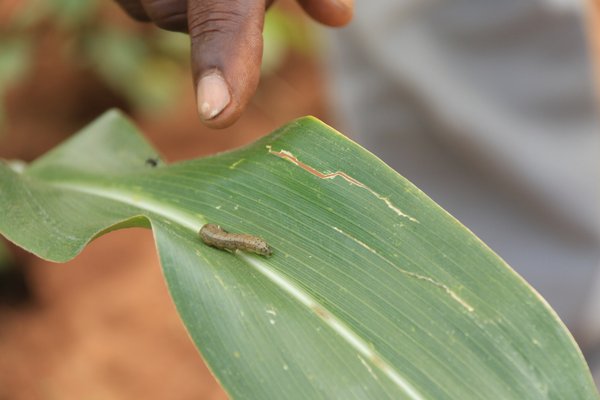 Maize in Lipompo Province (South Africa), infested with the fall armyworm, March 2017. <br/> Photo: © FAO/Steven Lazaro