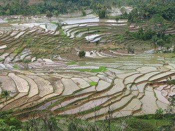 Rice paddies in Indonesia. Rice is this region’s most important staple food.