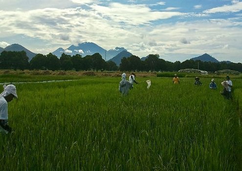 Rice – the main staple food for billions of people in the world.<br/> Photo: IRRI