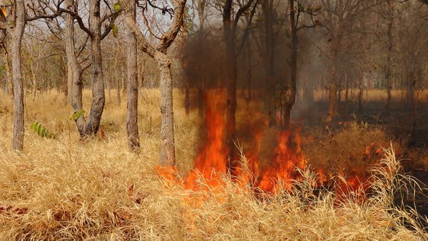Les incendies sont actuellement les phénomènes qui perturbent le plus les forêts partout dans le monde. <br/> Photo: © Can Stock Photo / thanasus