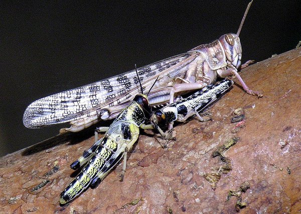 A Desert Locust, with its yellowish nymphs. A threat to agriculture in Africa and the Mid East