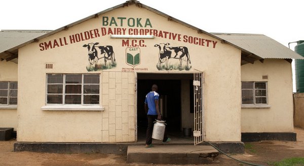 Batoka Dairy Cooperative in Choma, Zambia. © IFAD/Siegfried Modola