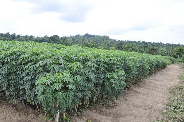 La „striure brune de manioc“ et la maladie du virus de la „mosaïque du manioc“ compromettent  toujours la production de manioc en Afrique. <br /> Photo: © IITA