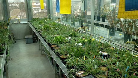 Nouvelle production de plantes hybrides en serre. <br/>Photo: © UZH