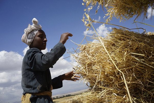 Kemeriya Mohamed stacking harvested wheat, Kechema village, Dodola district, west Arsi zone, Ethiopia.<br/> Photo: ©CIMMYT/P. Lowe