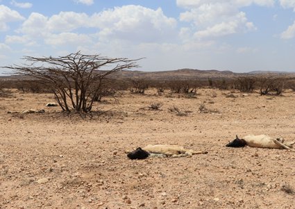 Devastating drought in Somaliland: People have lost 70 to 80 per cent of their livestock. <br/> Photo: © Getmann/Welthungerhilfe