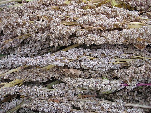 Le quinoa est une plante naturellement tolérante au sel. À la surface de ses feuilles, des cellules vésicales spéciales absorbent le sel. Ce processus est contrôlé par une activité génétique spécifique. <br/> Photo: © Michael Hermann -  http://www.cropsforthefuture.org/