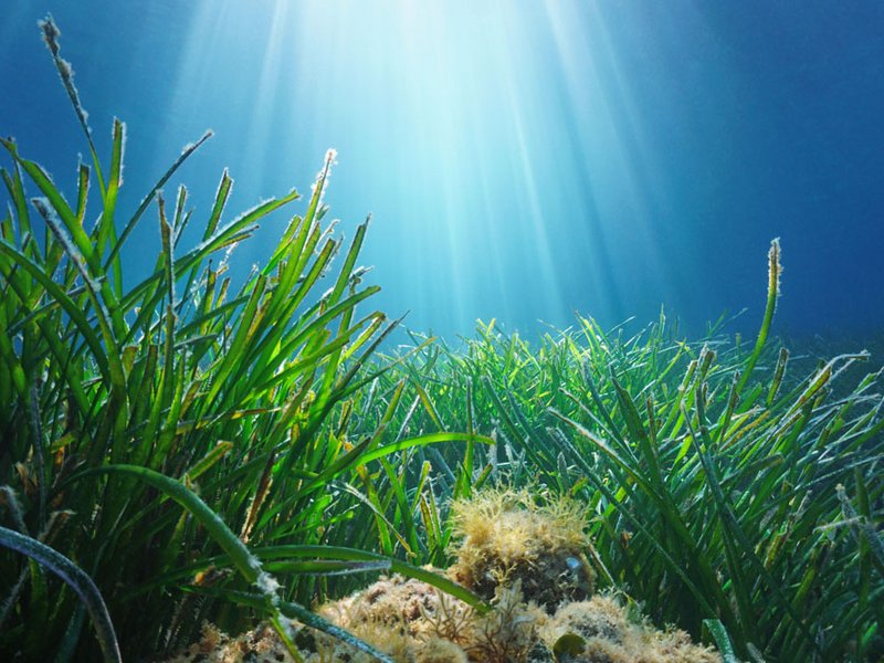 Mortality of Seagrass Meadows May Not Kill Their Methane Release - Eos