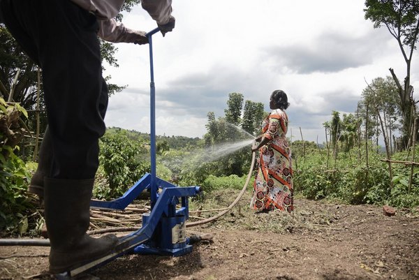 Farmers watering their plantation in Mubende, Uganda. <br/> Photo:  ©FAO/Isaac Kasamani