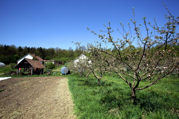 Fields of organically grown vegetables and fruit trees at a farm in Godollo, Hungary. <br/> Photo: ©FAO/Mark Milstein