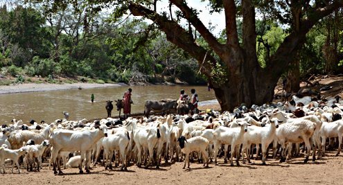 Les ruminants, comme les chèvres au Kenya, sont responsables de la plus grande partie des émissions de méthane dans l’agriculture.<br/>Photo: © Klaus Butterbach-Bahl/KIT