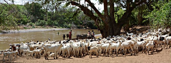 Ruminants like these goats in Kenya are responsible for the largest share of methane emissions from agriculture. <br/>Photo: © Klaus Butterbach-Bahl/KIT
