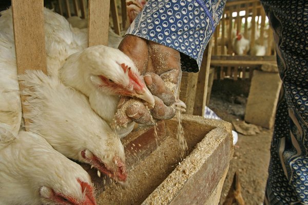 A woman farmer in Zimbabwe feeding chickens. Poultry are an important factor for nutrition and economic development in the region. <br/> Photo: © FAO/Desmond Kwande