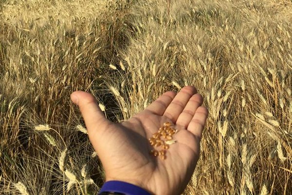 Les nouvelles variétés de blé dur peuvent résister à des températures pouvant atteindre 40°C ; elles offrent la possibilité de lutter contre la faim et aident les agriculteurs à s’adapter à l’élévation des températures. <br/> Photo: © ICARDA