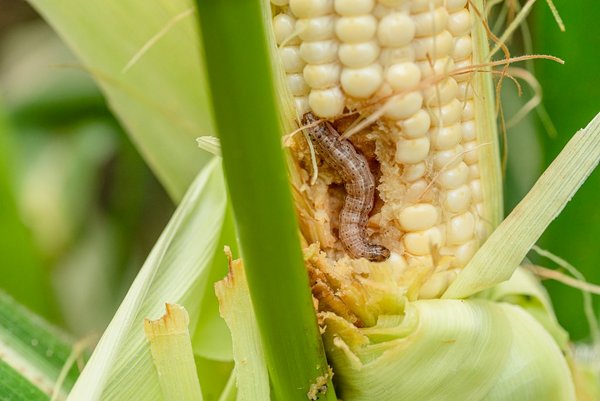 Most of Africa’s maize at risk from armyworm